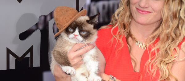 Grumpy Cat Huysuz Kedi - Sputnik Türkiye