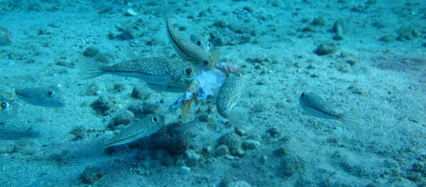 Balık - Sputnik Türkiye