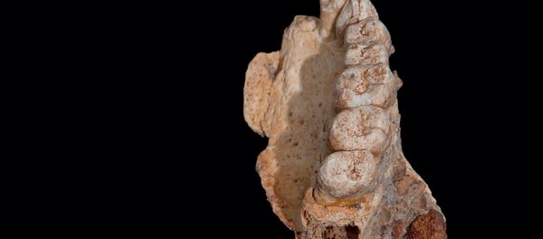 İsrail'deki Misliya mağarasında bulunan ve Afrika dışındaki en eski Homo Sapiens fosili olduğu belirtilen çene ve diş kalıntısı - Sputnik Türkiye