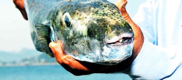 Ege'de balon balık alarmı - Sputnik Türkiye