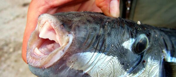 Ege'de balon balık alarmı - Sputnik Türkiye