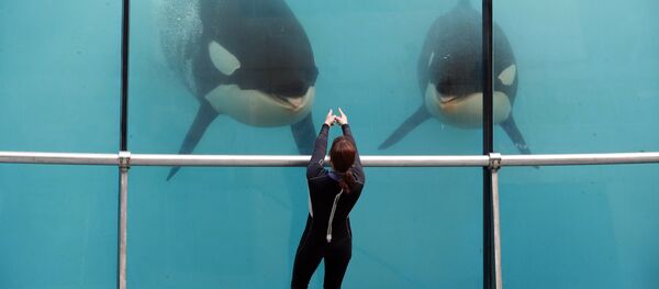 Katil balina - Sputnik Türkiye