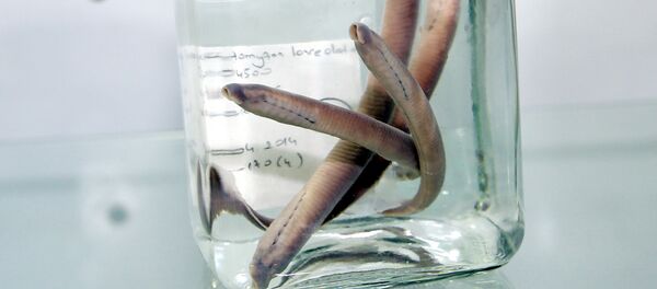 Rize'de yeni balık türü keşfedildi - Sputnik Türkiye