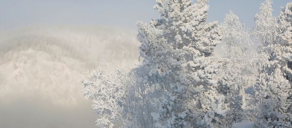 Rusya-kar-orman - Sputnik Türkiye