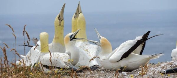 Nigel - Sputnik Türkiye