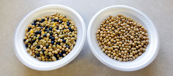 soya tohumu - Sputnik Türkiye