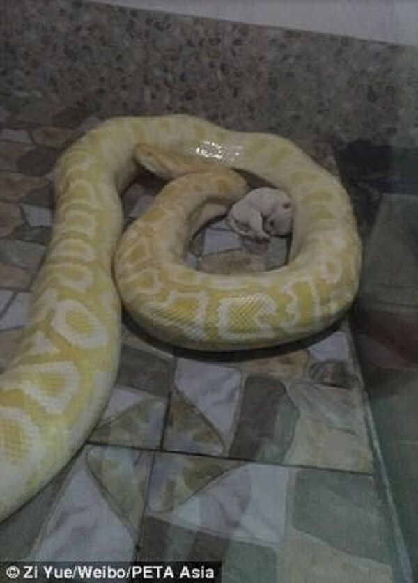 Çin'de yavru köpeklerin pitonlara yedirildiğini gösteren fotoğraflar sosyal medya üzerinden paylaşıldı. - Sputnik Türkiye