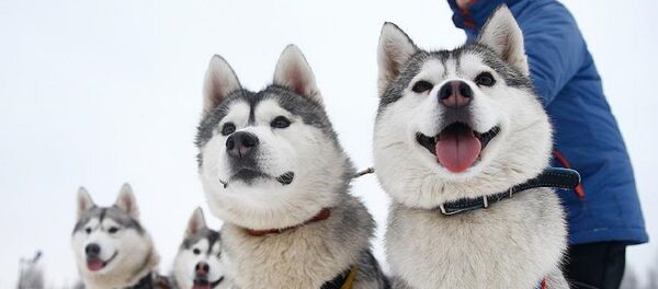 Husky - Sputnik Türkiye