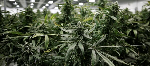 Marihuana - Sputnik Türkiye