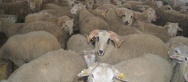 Koyun - Sputnik Türkiye