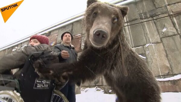 Moskova’da bir sirk ayısı, terbiyecisini hastaneden aldı - Sputnik Türkiye