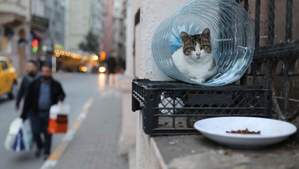 Reuters, İstanbul'un kedilerini fotoğrafladı - Sputnik Türkiye