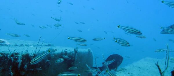 İklim değişikliği nedeniyle Kızıldeniz'den Akdeniz'e geçen 61 balık türü tespit edildi. - Sputnik Türkiye