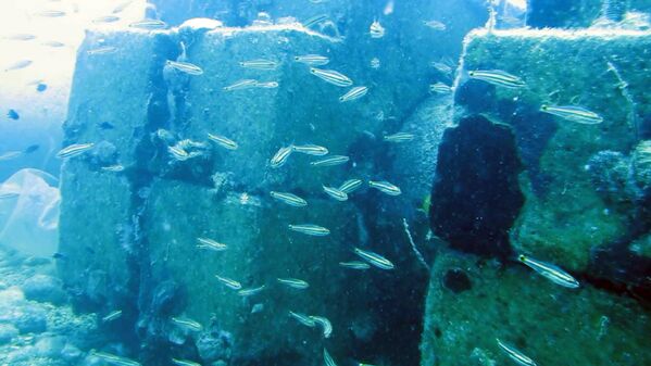 İklim değişikliği nedeniyle Kızıldeniz'den Akdeniz'e geçen 61 balık türü tespit edildi. - Sputnik Türkiye