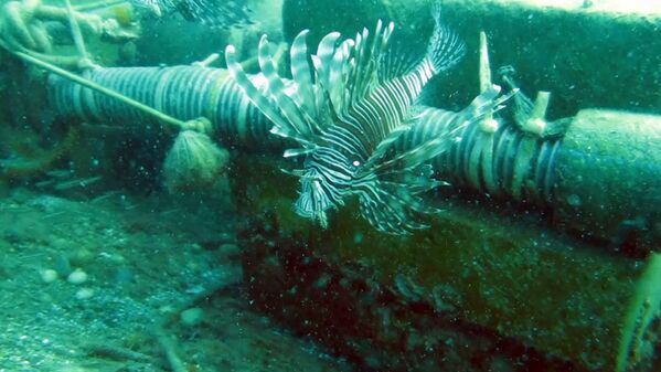 İklim değişikliği nedeniyle Kızıldeniz'den Akdeniz'e geçen 61 balık türü tespit edildi. - Sputnik Türkiye