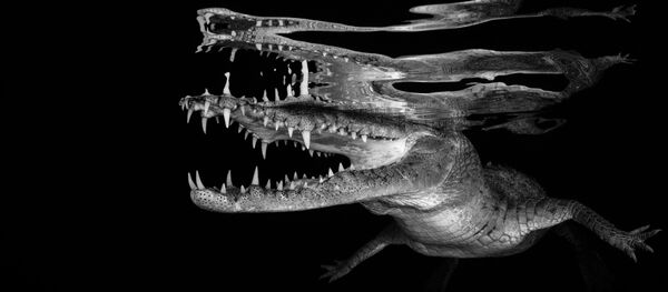 2018 Sualtı Fotoğrafçıları Yarışması'nın kazananları - Sputnik Türkiye