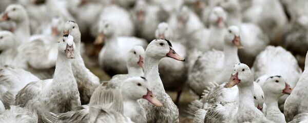 Kuş gribi-Kümes hayvanı - Sputnik Türkiye