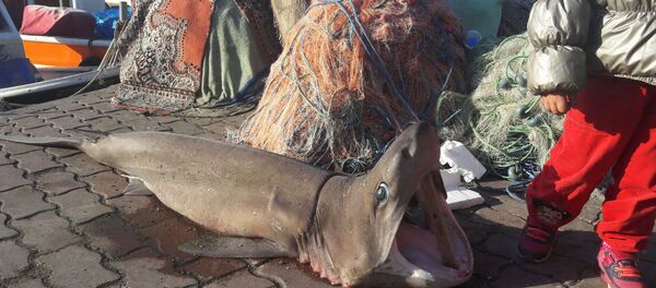 Marmara'da köpek balığı yakalandı - Sputnik Türkiye