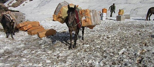 Katır - Sputnik Türkiye
