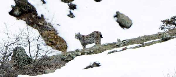Tunceli'de soyu tükenmek üzere olan vaşaklar görüntülendi - Sputnik Türkiye