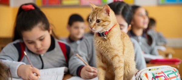 Kedi Tombi - Sputnik Türkiye