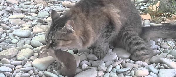 kedi-gelincik - Sputnik Türkiye