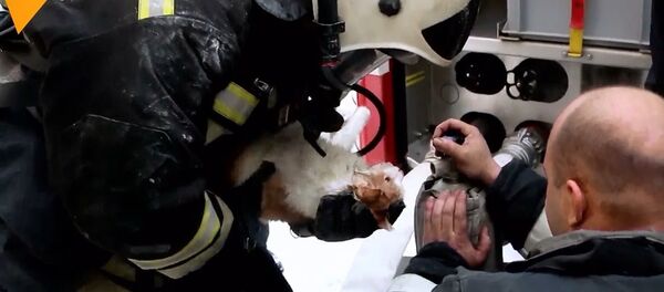 Yangından etkilenen kedi, kalp masajıyla hayata döndürüldü - Sputnik Türkiye