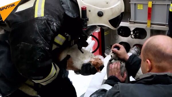 Yangından etkilenen kedi, kalp masajıyla hayata döndürüldü - Sputnik Türkiye
