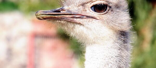 Devekuşu - Sputnik Türkiye