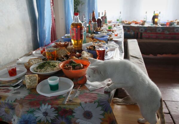 Rusya'da Kediler Günü kutlanıyor - Sputnik Türkiye