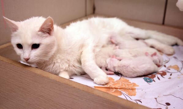Yılın ilk yavru Van kedileri, dünyaya gözlerini açtı - Sputnik Türkiye