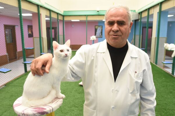 Yılın ilk yavru Van kedileri, dünyaya gözlerini açtı - Sputnik Türkiye