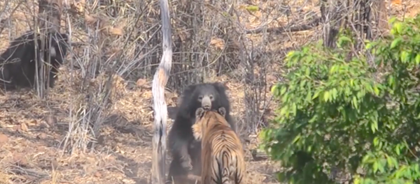 Dişi ayı yavrusunu kaplana karşı böyle korudu - Sputnik Türkiye