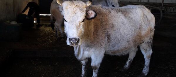 Sığır - Sputnik Türkiye