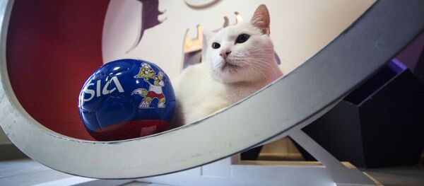 St. Petersburg’daki Ermitaj müzesinin 'kahin' kedisi Aşil - Sputnik Türkiye