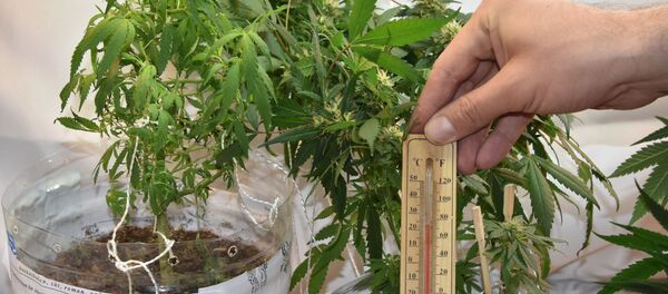 Üniversiteliler, elbise dolabını uyuşturucu imalathanesine çevirmiş - Sputnik Türkiye