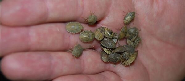 Süne böceği - Sputnik Türkiye