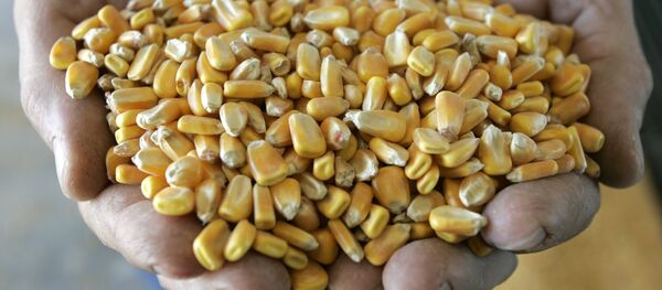 Mısır, nişasta bazlı şeker yapımında kullanılıyor - Sputnik Türkiye