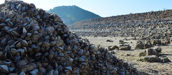 Zebra midyesi - Sputnik Türkiye