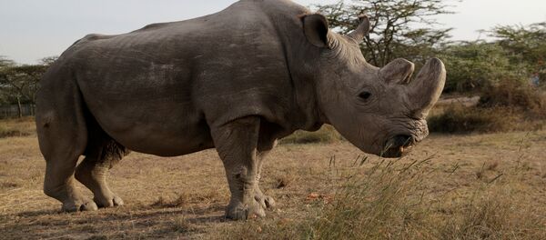 Dünyanın son erkek kuzey beyaz gergedanı 'Sudan' öldü - Sputnik Türkiye