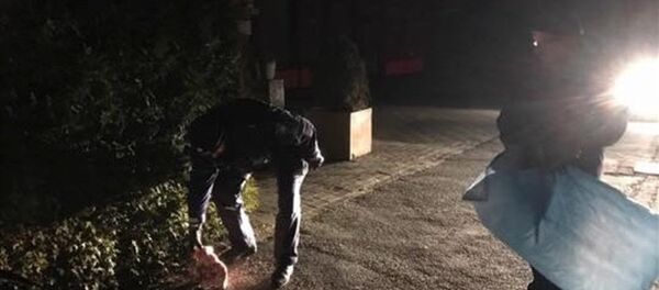 Almanya'da cami önüne domuz başı bırakıldı - Sputnik Türkiye