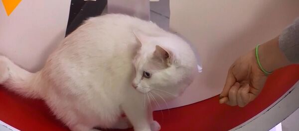 Kahin kedi Аşil Dünya Kupası için diyete girdi - Sputnik Türkiye