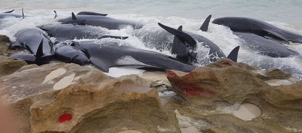 Avustralya'da 150 balina kıyıya vurdu - Sputnik Türkiye