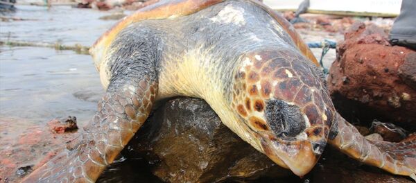 Muğla'nın Bodrum ilçesinde ölü caretta caretta bulundu. - Sputnik Türkiye
