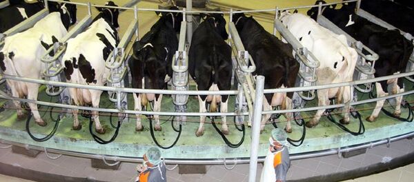 İnek - Sputnik Türkiye