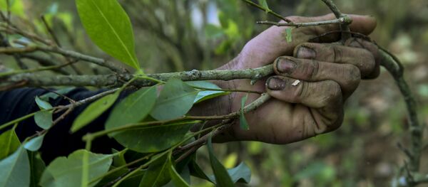 Kolomibya'da koka bitkisi hasadı yapan bir çiftçi - Sputnik Türkiye