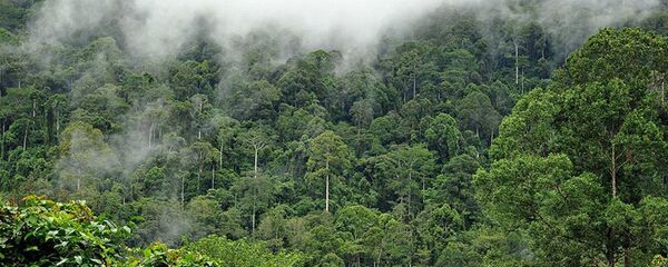 Amazon yağmur ormanları Amazon yağmur ormanları - Sputnik Türkiye