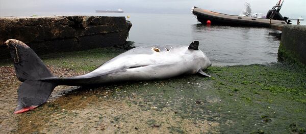 Kocaeli'nde yunus 5 el ateş edilerek öldürüldü - Sputnik Türkiye