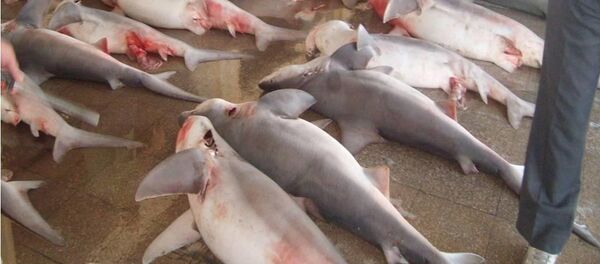 Köpekbalığı ve tavşan: Suriyeliler savaş döneminde ne yiyor? - Sputnik Türkiye