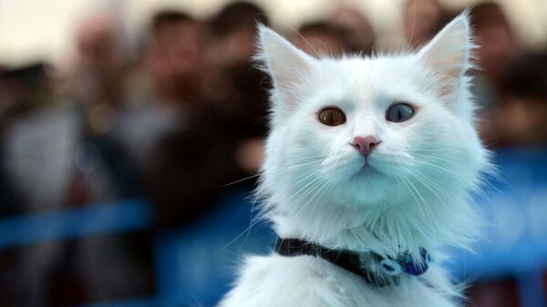 Van'da 3. Van Kedisi Güzellik Yarışması gerçekleştirildi - Sputnik Türkiye
